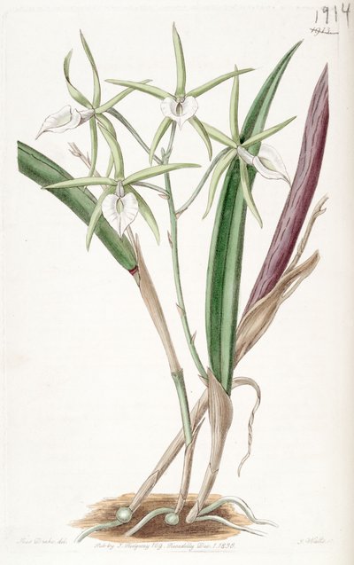 Brassavola subulifolia (als syn. Brassavola cordata) von Miss Drake